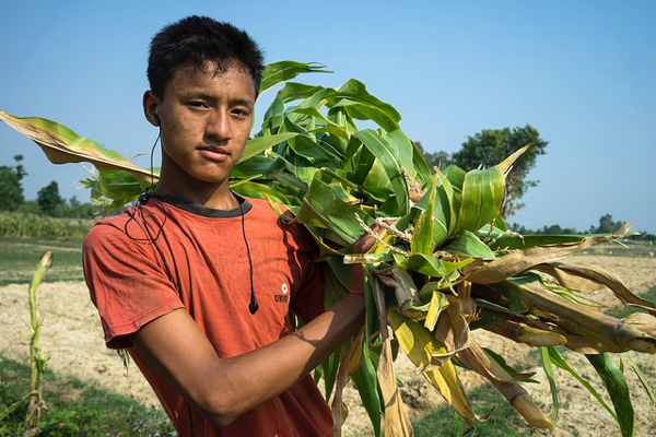 Researchers are seeking to re-engage rural youth who are increasingly abandoning agriculture to work in cities, raising the question who will grow our food in the future? Photo: P.Lowe/CIMMYT