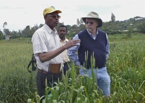 Ronnie Coffman (r), Cornell plant breeder and director of the new Delivering Genetic Gain in Wheat (DGGW) project, surveys rust resistant wheat in fields of the Ethiopian Institute for Agricultural Research with Bedada Girma (l), wheat breeder and Ethiopian coordinator for new project. Ethiopia is a major partner in the new grant. CREDIT: McCandless/Cornell