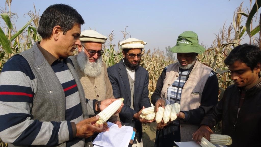 Evaluating CIMMYT's white maize germplasm at CCRI. Photo: CIMMYT