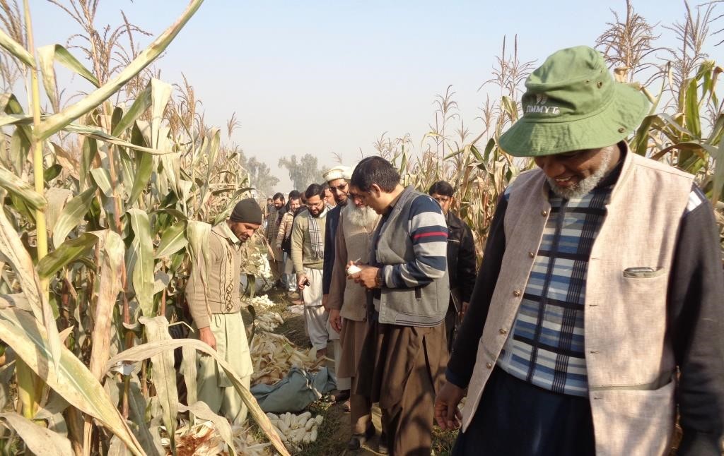 Team of researchers evaluating CIMMYT's white maize germplasm at CCRI. Photo: CIMMYT 