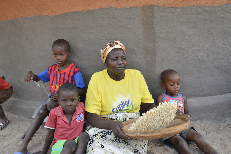 Cereal yields in sub-Saharan Africa must increase to 80 percent of their potential by 2050 to meet the enormous increase in demand for food. Photo: J. Siamachira/CIMMYT