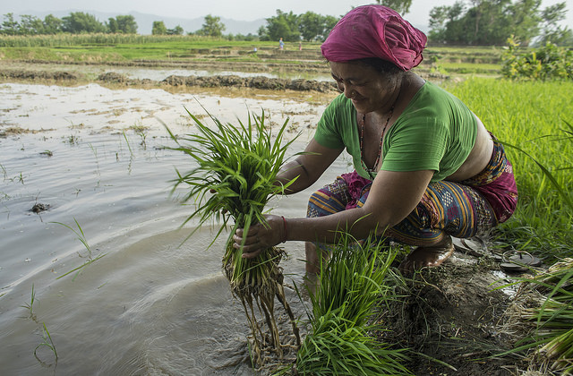Farmer Bida Sen prepares rice seedlings for transplanting in Pipari, Dang. Photo: P. Lowe/CIMMYT