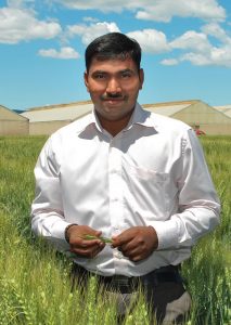 Velu Govindan, a wheat breeder who has advanced the development of nutrient-rich millet and wheat varieties with higher yield potential, disease resistance and improved agronomic traits, has won the 2016 Young Scientist Award for Agriculture presented by India’s Society for Plant Research. CIMMYT/Xochiquetzal Fonseca