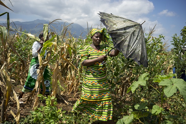 Farmers inspect a demonstration plot during a conservation agriculture field day near Songani in Zomba district, Malawi. Photo: P. Lowe/CIMMYT