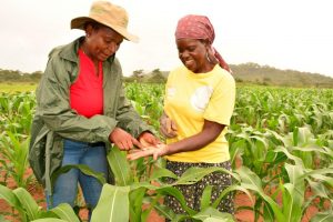 CIMMYT maize breeder, Thokozile Ndhlea (left), inspects a maize trial field with smallholder farmer, Otilia Chirova, in Mashonaland East, Zimbabwe. Photo: Johnson Siamachira/CIMMYT