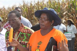 Thokozile Ndhlela shows pro-vitamin A maize to visiting scientists at CIMMYT-Southern Africa regional office in Harare, Zimbabwe. Photo: Johnson Siamachira/CIMMYT