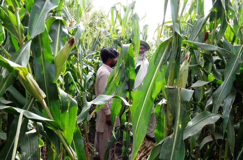 Field evaluation of QPHM200 at Rawalakot, AJK, Pakistan. Photo: Muhammad Ashraf/NARC 