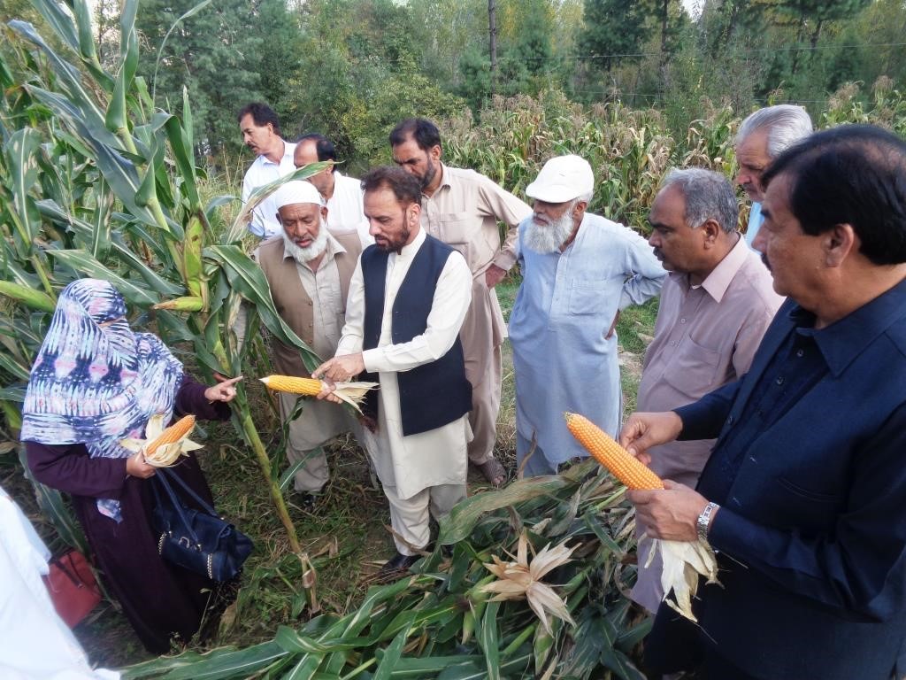 Field evaluation of QPHM200 at Rawalakot, AJK, Pakistan. Photo: Muhammad Ashraf/NARC