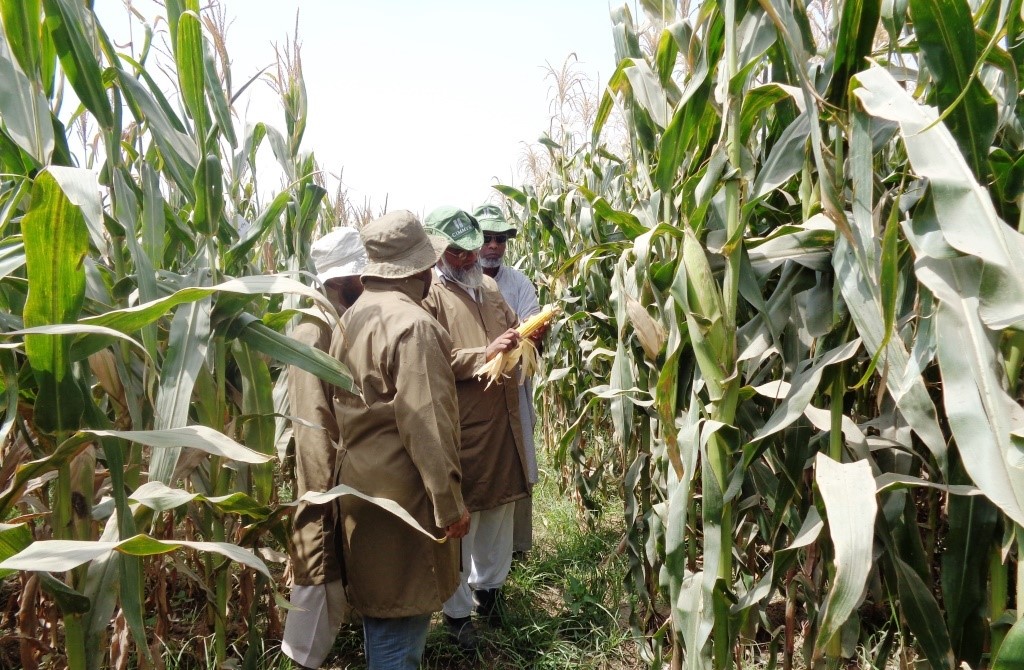 Field evaluation of QPM hybrids by team of experts in Harappa, Punjab. Photo: M. Waheed Anwar 