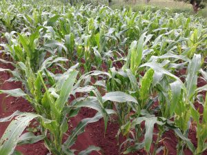 Fall armyworm devastates maize in Africa. CIMMYT/Miriam Shindler