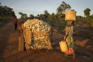 Farmers head for home after harvesting maize in Chipata district, Zambia. CIMMYT/Peter Lowe