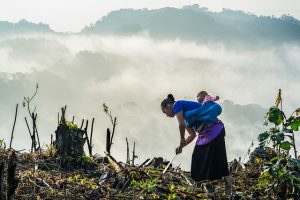 GENNOVATE research reveals women-headed households often experience high rates of poverty reduction. Photo: CIMMYT/P. Lowe