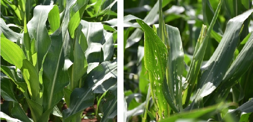 TELA maize (left) in Mgudlwa’s farm showed good resistance to stem borer infestation, whereas plants in the refuge plot of non-TELA maize on the same farm show the shot holes typical of stem borer feeding. Photo: B.Wawa/CIMMYT