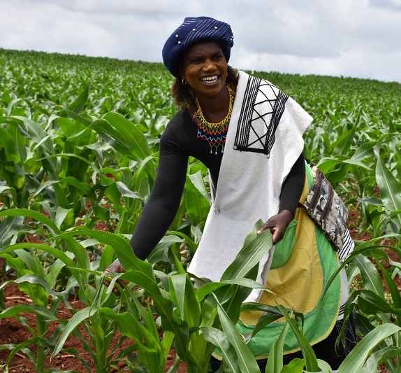 Nontoko Mgudlwa, a smallholder farmer who planted TELA maize for the first time since its release in South Africa. Photo: B.Wawa/CIMMYT
