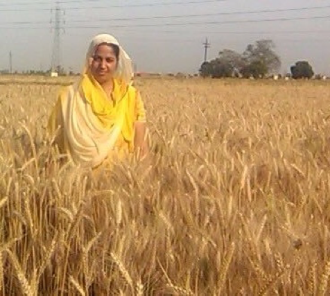 “Linking with CIMMYT-CCAFS, I’ve learned advanced farming techniques, which support better agriculture with increased productivity and profits,” said Ms. Suman, a young farmer from Bastara village in Karnal, India. Suman’s success with climate-smart agriculture inspired women from other villages to begin practicing sustainable farming as well. Photo: CIMMYT