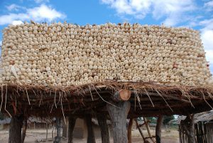 A farmer dries maize on his rooftop in Zimbabwe. CIMMYT/ F. Sipalla