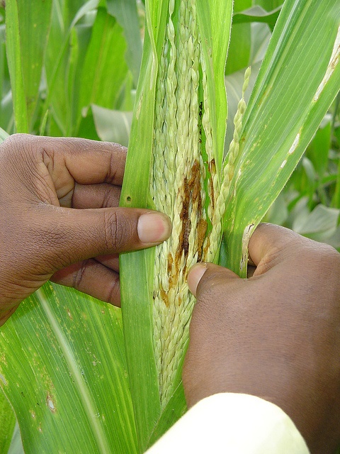 A young maize tassel is opened up to reveal stem borers hidden inside, and damage caused by their feeding, in a farmer's field in Embu district, Kenya. Stem borers are a class of insect pest, made up of a number of moth species distributed around the world, which lay their eggs at night on the underside of emerging leaves of young maize plants. The larvae, or caterpillars, that hatch from the eggs - i.e. the borers - quickly make their way inside the plant, where they feed undisturbed by predators. Young larvae feed on foliar tissue in the whorl, leading to perforations in unfolding leaves, and potential destruction of the growing point, while older larvae burrow into the stem, where they starve the growing plant of nutrients and can cause lodging. They feed extensively on tassels, ears, and stems. Borers' stealthy habits make them one of the most damaging pests for maize in Africa, and yet virtually invisible to farmers, who tend to attribute the damage to their crops to more visible pests. Many farmers in Kenya dont even know their maize fields have a stem borer problem, yet these insects cost them some 400,000 tons in lost harvest each year, says CIMMYT maize breeder Stephen Mugo. Chemical pesticides can control borers, but must be applied soon after planting, and are difficult for resource-poor farmers to afford. Even farmers who know about stem borers only notice the damage after its too late for chemical control. A seed-based technology is what we need, says Mugo. In ongoing research, CIMMYT is collaborating with the Kenya Agricultural Research Institute (KARI) to develop maize varieties that are resistant to stem borers, and to disseminate these to resource-poor smallholder farmers. Maize that resists stem borer damage would take the guesswork out of stem borer pesticide usage by eliminating it altogether, says Mugo. The work is part of the Insect Resistant Maize for Africa (IRMA) project. For more information about stem borers in Kenya and CIMMY