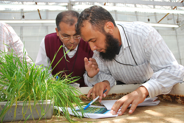 Wheat trainees study seedling rust symptoms. Photo: X. Fonseca/CIMMYT.