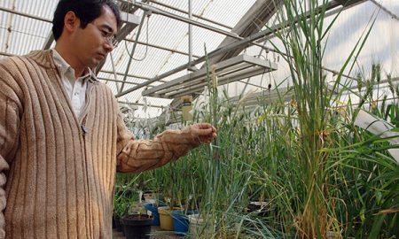 Through crosses of wheat with wild grasses that carry the BNI trait, Masahiro Kishii, CIMMYT wheat cytogeneticist, hopes in a few years to create high-yielding, BNI-enabled wheat varieties. Photo: CIMMYT