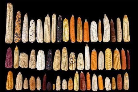 Select maize varieties from CIMMYT's genebank. Photo: CIMMYT 