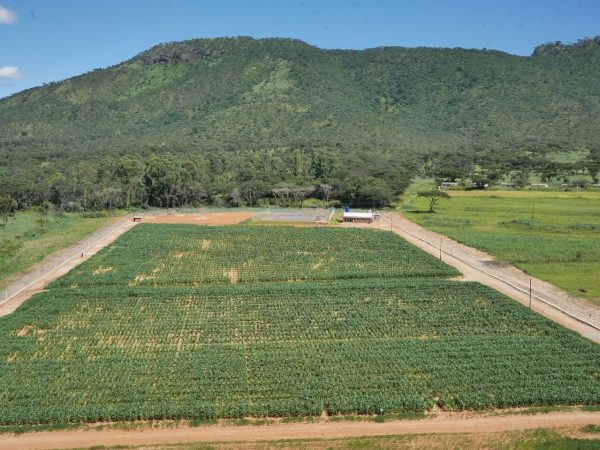 An aerial view of the MLN quarantine facility in Zimbabwe. Photo: Mainassara Zaman-Allah/CIMMYT