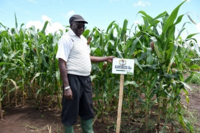 AgriSeed Director Ambonesigwe Mbwaga visits AgriSeed's production farm in Mbozi, southern Tanzania. This field features AgriSeed H12, the first hybrid the company sold. Photo: K. Kaimenyi/CIMMYT