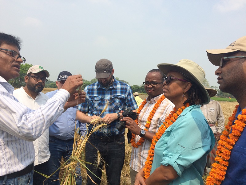 USAID delegation learns about the symptoms and effect of wheat blast disease. Photo: CIMMYT
