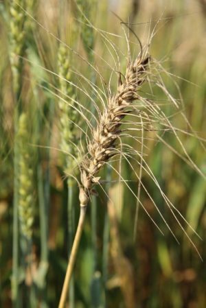 The grain in this blast-blighted wheat head has been turned to chaff (Photo: CKnight/ DGGW/ Cornell University)