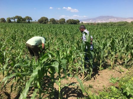 Hugo Plus seed growing in Haiti. Photo: L. Eugene/CIMMYT