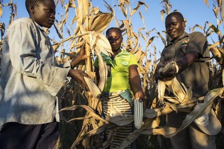 Village headman Boyd Jimba and his family harvest maize on their farm in Mwalimo village, Lundazi district, Zambia. Photo: P. Lowe/CIMMYT