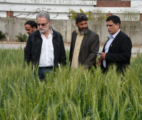 Hans-Joachim Braun (left, white shirt), director of the global wheat program at CIMMYT, Maqsood Qamar (center), wheat breeder at Pakistan’s National Agricultural Research Center, Islamabad, and Muhammad Imtiaz (right), CIMMYT wheat improvement specialist and Pakistan country representative, discuss seed production of Zincol. Photo: Kashif Syed/CIMMYT.