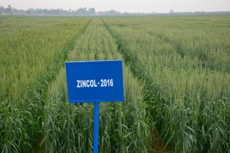 Zincol harvests as high as other widely grown wheat varieties, but its grain contains 20 percent more zinc, a critical micronutrient missing in the diets of many poor people in South Asia. Photo: Kashif Syed/CIMMYT