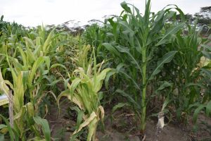 MLN susceptible hybrids compared to a CIMMYT-derived MLN-tolerant hybrid. Photo: CIMMYT