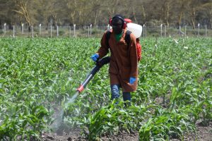 germplasm at the Naivasha MLN screening site, Kenya. Photo: B.Wawa/CIMMYT