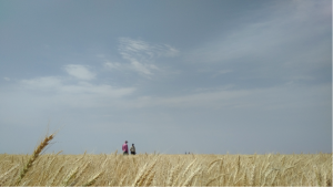 Mozaffar Roustaii and Jalal Kamali scoring yield trials in Maragheh, Iran (DARI). CIMMYT/Marta Lopes