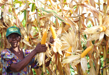 Mary Sikirwayi of Murewa District in Zimbabwe showing her orange maize cobs in the field. Photo: R. Lunduka/CIMMYT.