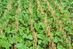 Green gram (mung beans) growing in Taraori village in Karnal, Haryana in India. CIMMYT/M.L. Jat