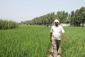 A farmer walks through his rice field in Taraori village in Karnal, Haryana, India. CIMMYT/M.L. Jat