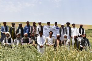 Field day at an on-farm trial in Herat, Afghanistan, June 2017. Photo: A.Lodin/CIMMYT