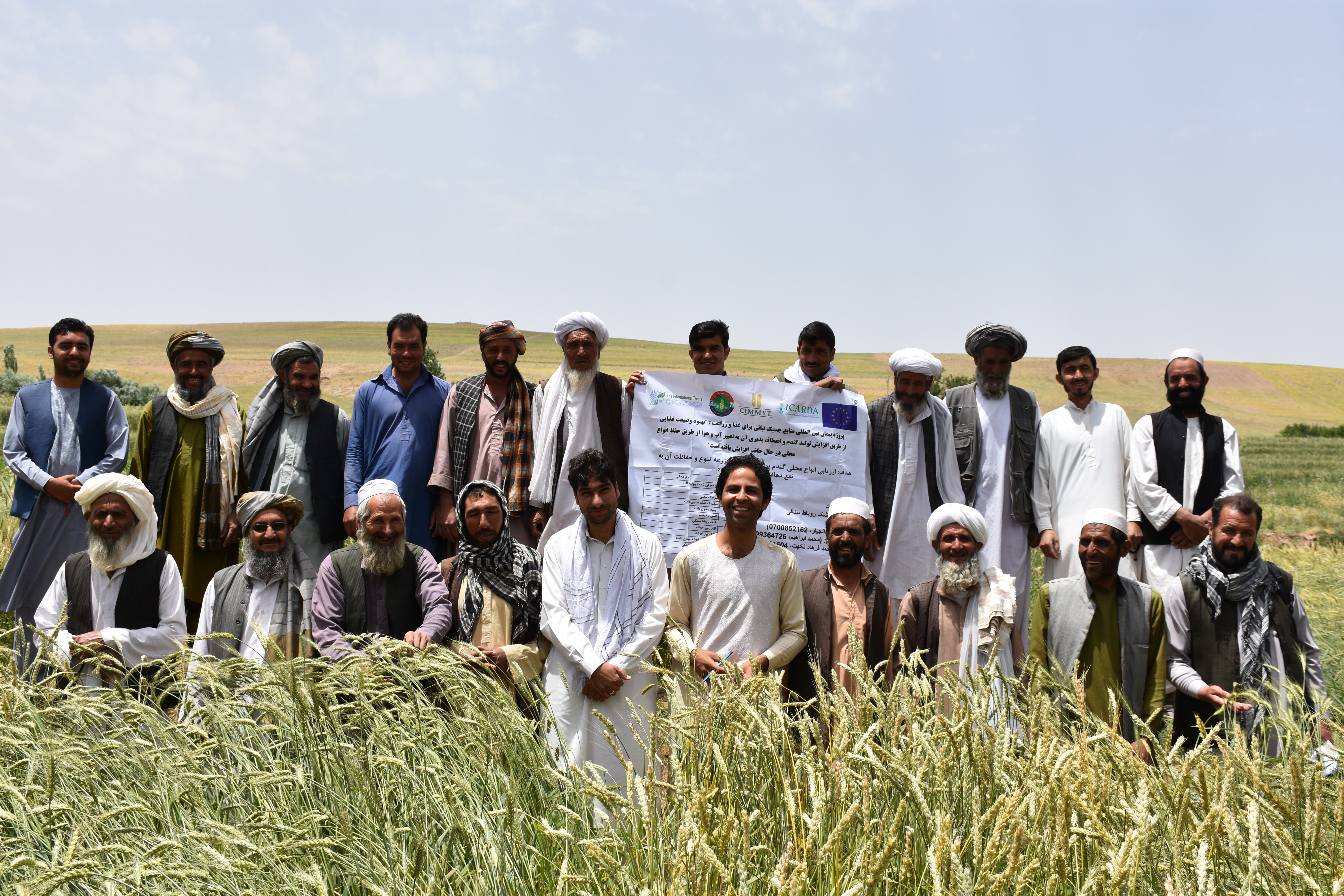 Field day at an on-farm trial in Herat, Afghanistan, June 2017. Photo: A.Lodin/CIMMYT