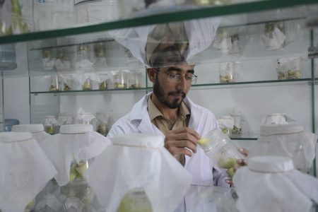 AIP researcher in the maize stem borer lab – the only facility in Pakistan for mass rearing of maize stem borers. Photo: A.Yuqub /CIMMYT