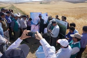 Stakeholders visit project farms and the Dryland Agricultural Research Institute in Iran during a Wheat Landraces project workshop in July, 2017. Photo: A.Morgunov/CIMMYT