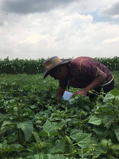 Jorge Del'Angel checks on field trials of beans. Photo: CIMMYT/L.Strugnell