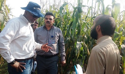 AbduRahman Beshir (L), Muhammad Aslam (M) and Amir Maqbool (R), CIMMYT’s Ph.D. student who completed his study on provitamin A (PVA) enriched maize during field evaluation of PVA hybrids at UAF. Photo: M. Waheed/CIMMYT