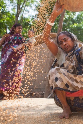 Delegates from across South and South East Asia will gather in Dhaka, Bangladesh next week to ensure farmers across the region have the resources they need to better respond to climate change. Above, woman in Faridpur, Bangladesh winnowing wheat grain after harvest. Photo: Saikat Mojumder.