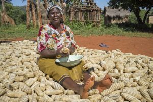 Farmer Joyce Mapeto shucks maize after harvesting her crop in in Pindukai village, Shamva district, Zimbabwe. Photo: Peter Lowe/CIMMYT