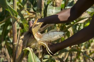 Drought tolerant maize harvested in Zimbabwe. Photo: Peter Lowe/CIMMYT