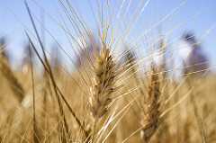 Photo: A. Cortes/CIMMYT