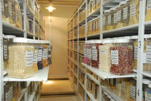 Maize seed samples in CIMMYT's seed bank. CIMMYT/file