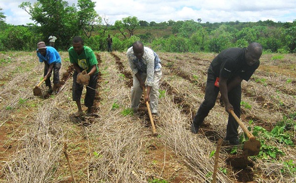 Hoeing the field. Photo: CIMMYT.